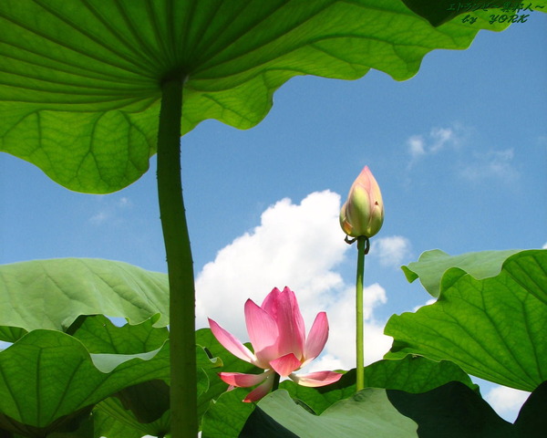 �ɻ桡1249�����ܥå����ϡ�β�