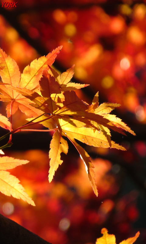 �����ѡ�6395����480��800