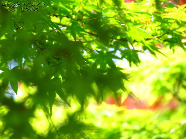 2646��ߥ��֤��120506