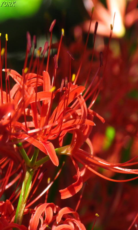 �����ѡ�8665�ؼ��480��800