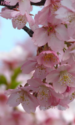 �����ѡ�6440�¹Ժ�240&times;400