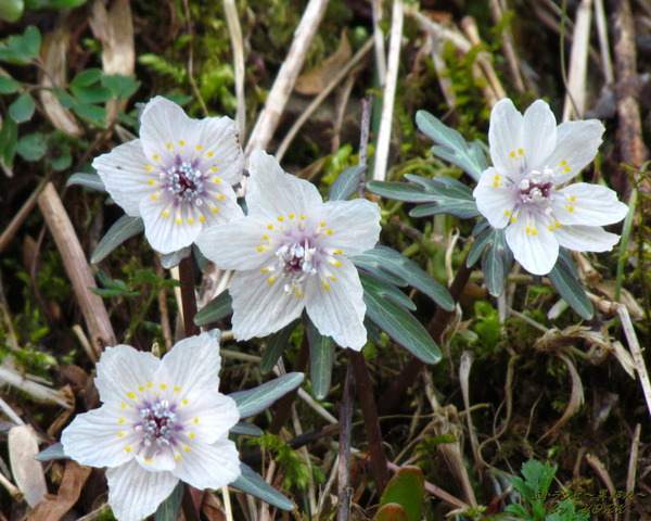 �ɻ桡7277���ĥ֥󥽥�����1280��1024