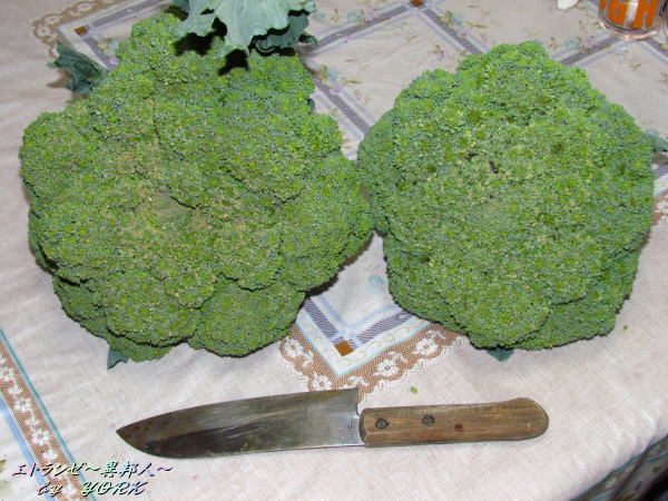 3244�֥��å��꡼120610