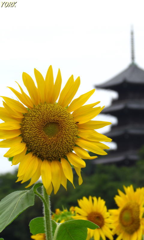 �����ѡ�9352�������ȸ޽���480��800