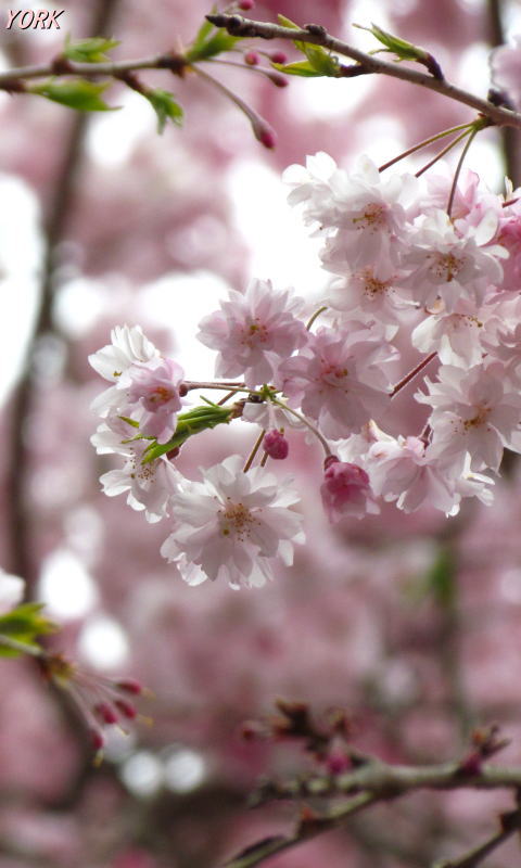 �����ѡ�0789�����٤ο��޿���480��800