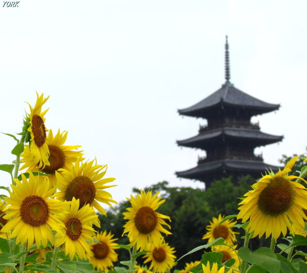 ���ޥ��ѡ�7936�������ȸ޽���960��854