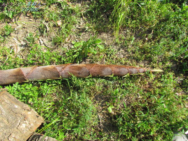 8463���Ӥ����������Υ�150430