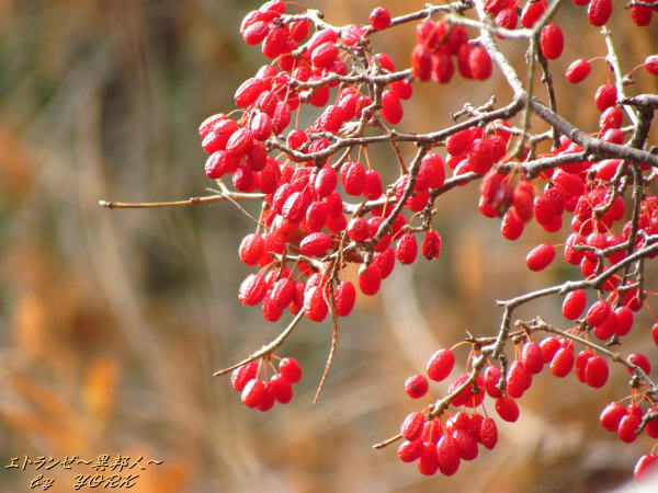 1433�֤���120122