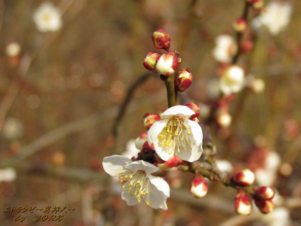 6202��餭������130209