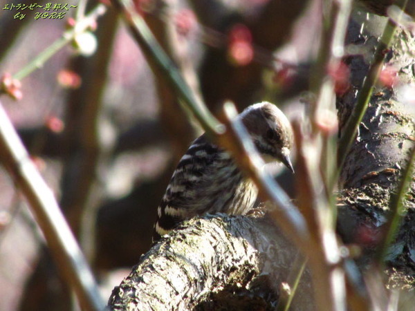 1989�ߤˤȤޤ�Ļ����170204