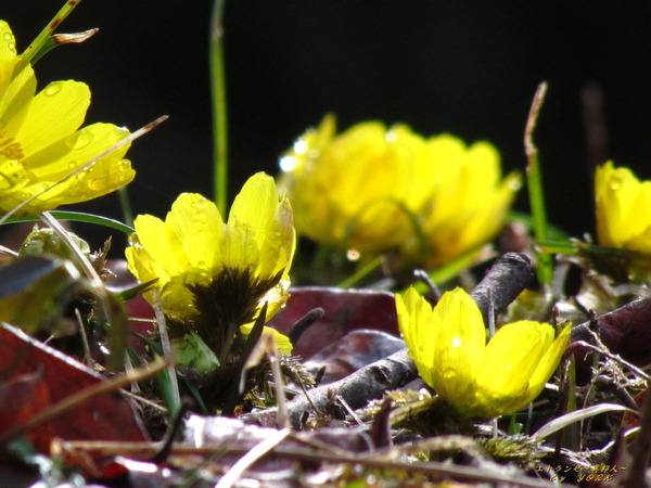 2826福寿草見上げて20200301