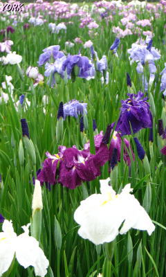 �����ѡ�1000�־Գ�240��400