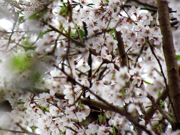 2444������ʬ120421