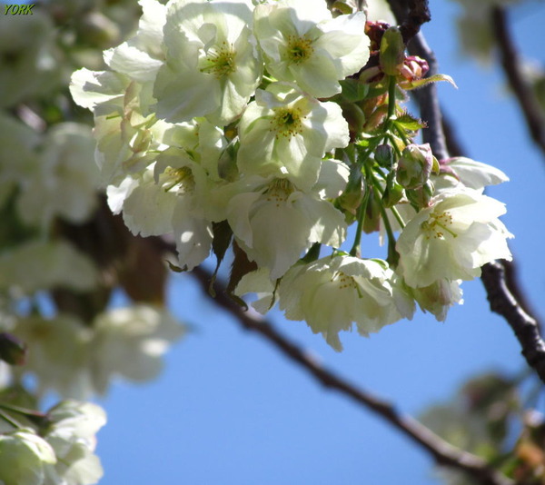 ���ޥ��ѡ�6812ݵ���960&times;854