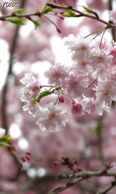 �����ѡ�0789�����٤ο��޿���240��400