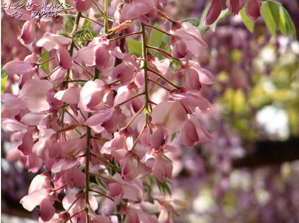 0547�ֻ��ƣ110508