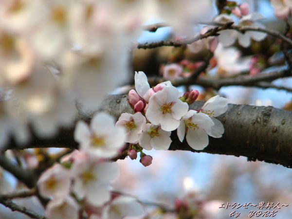 0071���ޤˤҤȤ�110403