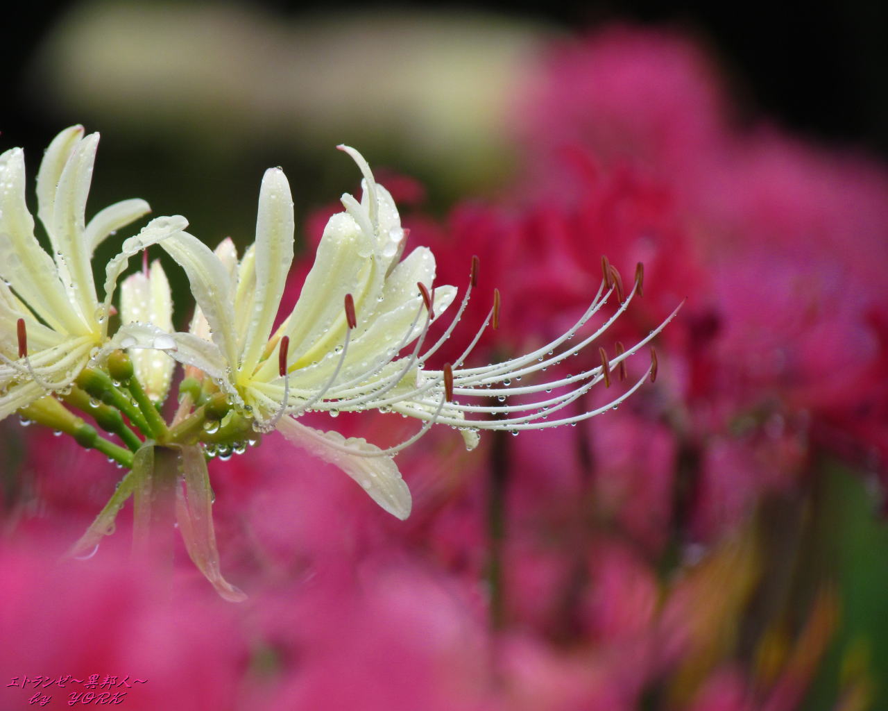 壁紙待受 彼岸花 秋桜15 エトランゼ 異邦人