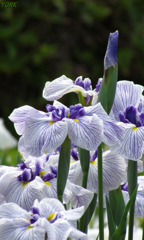 �����ѡ�3312�־Գ�480&times;800