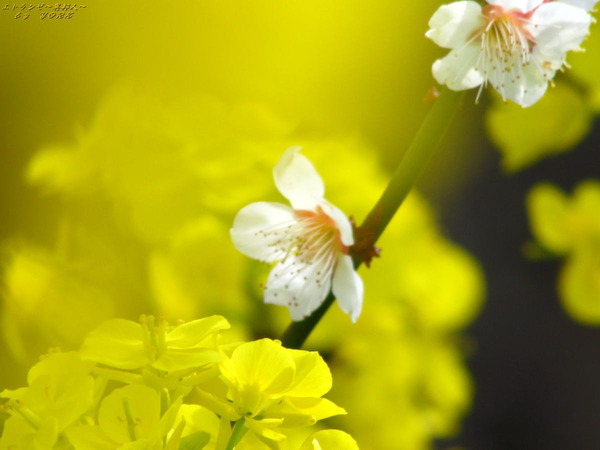 2963梅と菜の花200307