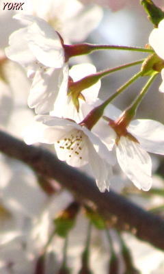 �����ѡ�2078���ᥤ�襷��240&times;400