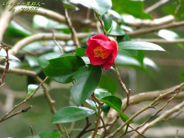 2432��ء�170318