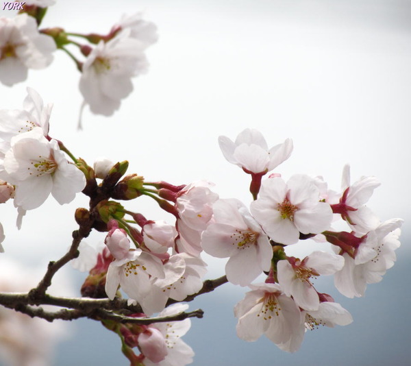 ���ޥ��ѡ�6610���ᥤ�襷��960&times;854