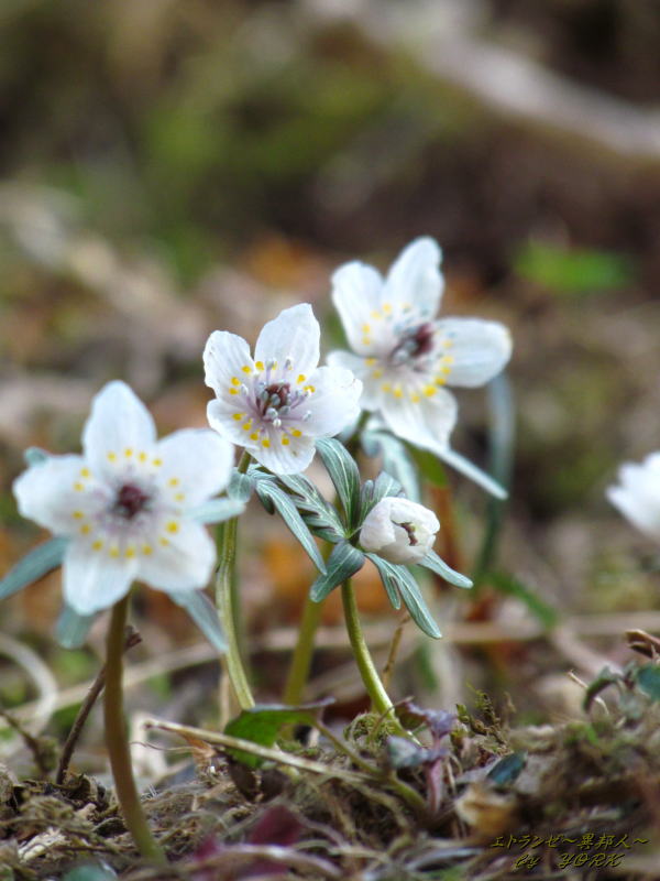 3354��ʬ��2016 160211.jpg