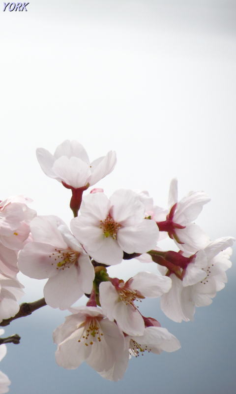 �����ѡ�6610���ᥤ�襷��A480&times;800