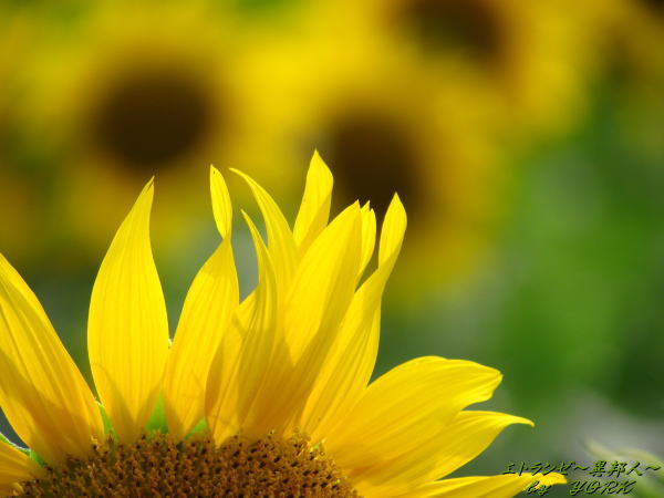 3641�ҥޥ��120715