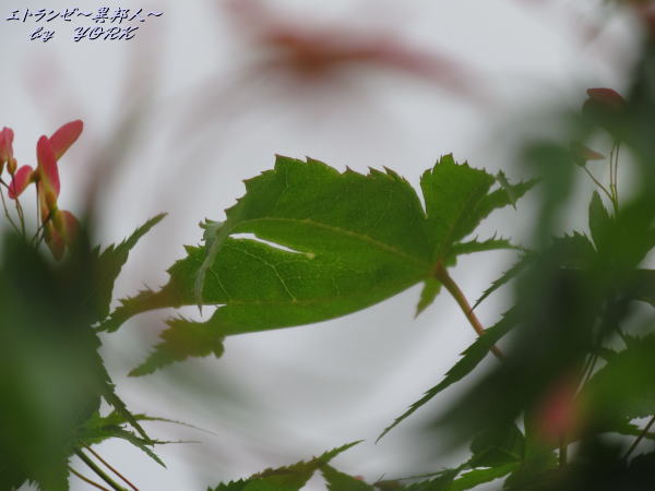 3133�������˹��դ���120526