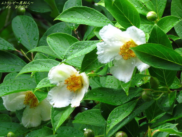 4590����170625