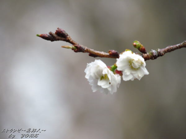 1429��ʡ�� �ʤ��֤��������120122