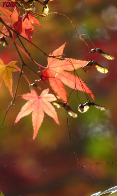 �����ѡ�0629���գ���240&times;400