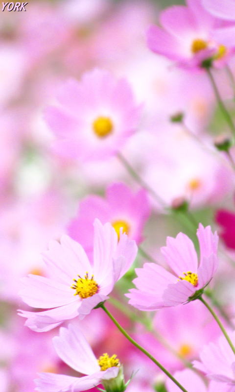 壁紙 待ち受け 秋桜 エトランゼ 異邦人