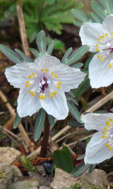 �����ѡ�7268���ĥ֥󥽥�480��800