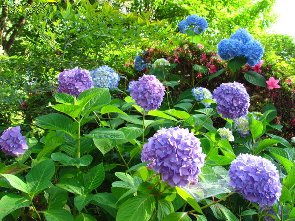 4565Ĺˡ���λ��۲�170618