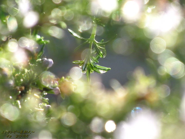 4944���饭��������ޥ꡼121103