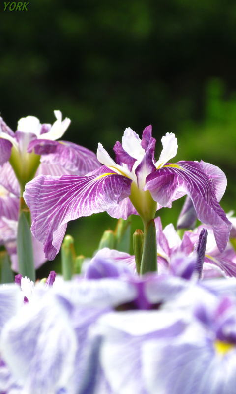 �����ѡ�3309�־Գ����ܥ�480&times;800