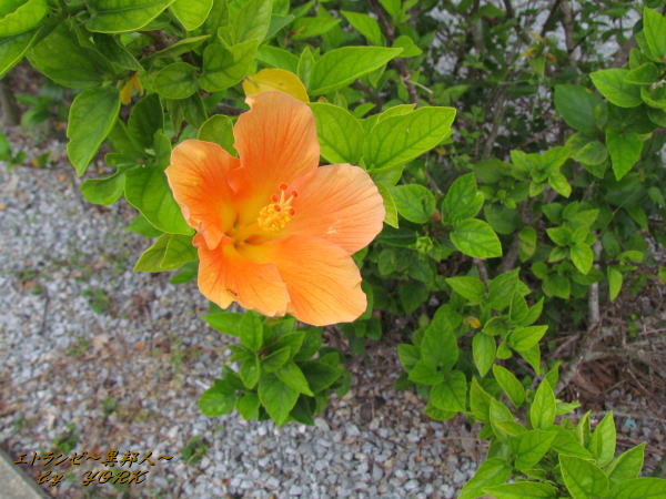 8362�ϥ��ӥ�����150428