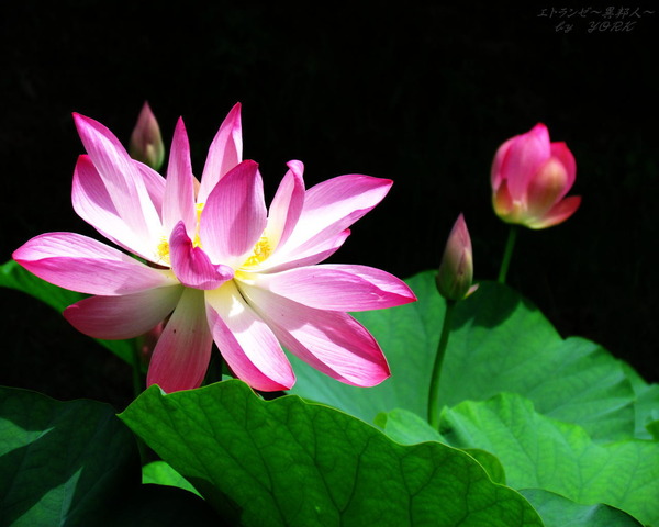 �ɻ桡3515ϡ��1280&times;1024