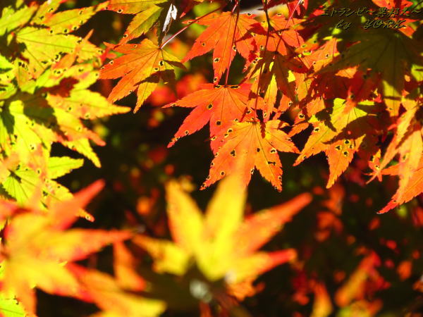 5187������������121118