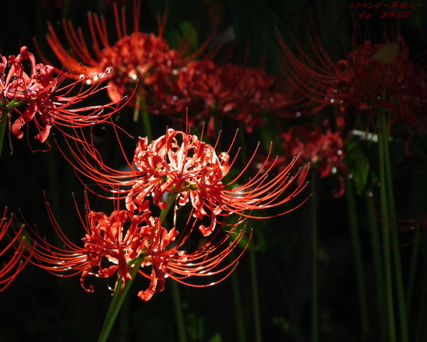 �ɻ桡4563�ؼ��1280&times;1024