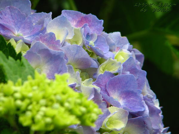 0991���۲�110612