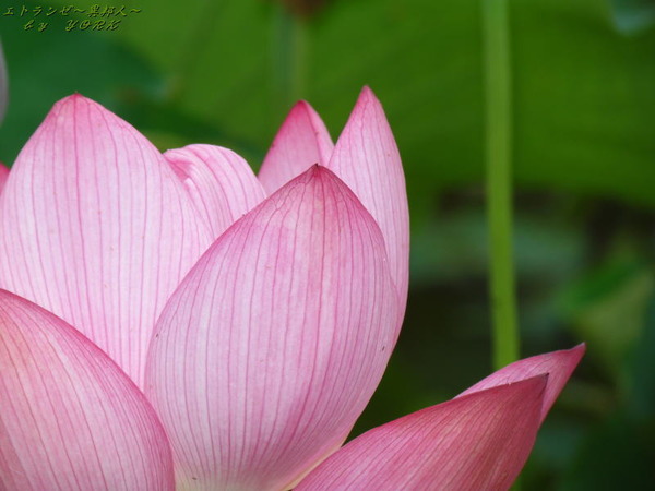 0618ランタン（蓮）190713