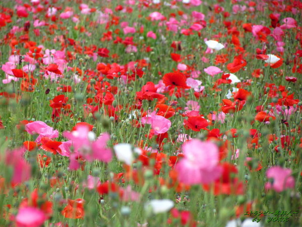 6236�ݥԡ�Ȫ180603