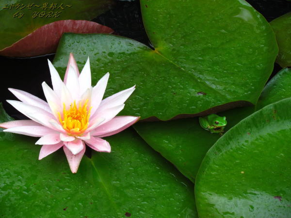 7786��ϡ�ȱ���130623