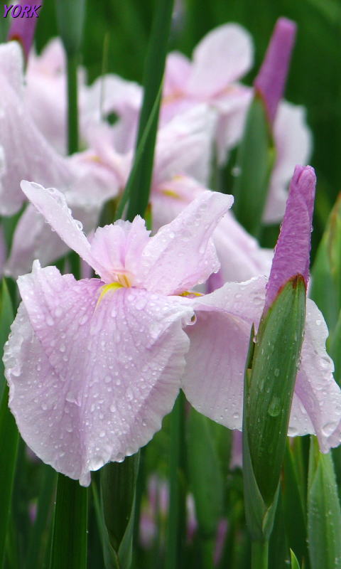 �����ѡ�0964�־Գ��������ߣ�����