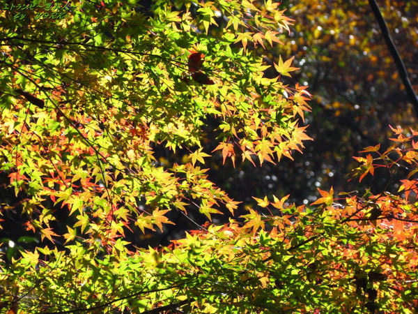 0309����161112