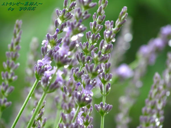 7734��٥�����ȿ�ũ130615